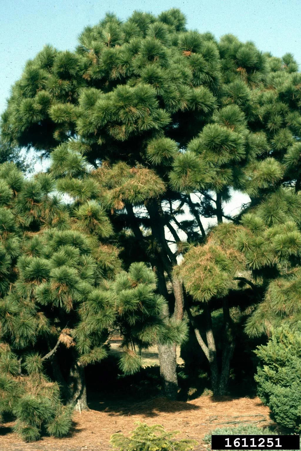 Pitch Loblolly Pine Tree Live Plant Set of 2, 12-16 Inches, Hardy Evergreen, Pinus taeda for Zones 5-9