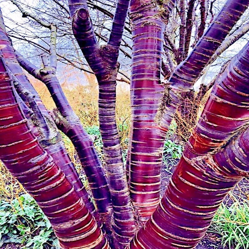 Tibetan Paper Birchbark Cherry Tree Seeds Prunus serrula Shiny Bark Ornamental Landscaping Plant