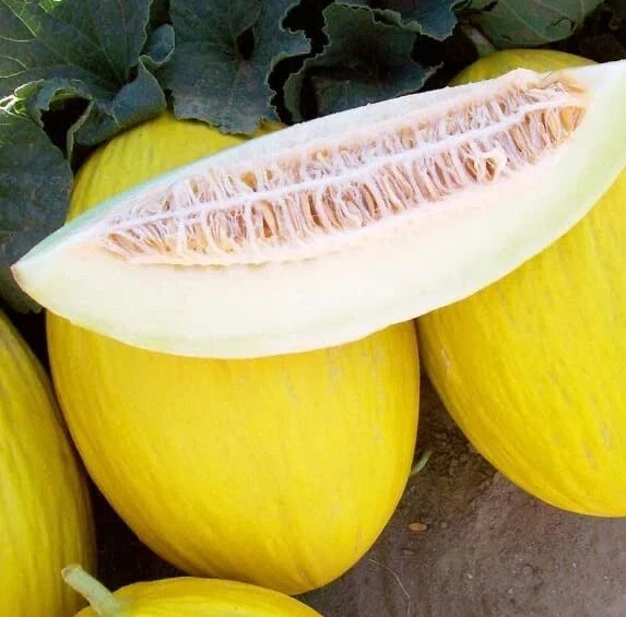 Tweety Melon Seeds 10 Pack for Planting, Cucumis melo, USA Grown, Full Sun, Vining Fruit Seeds