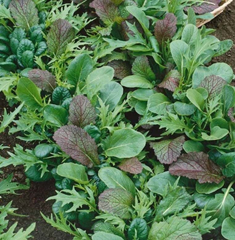 Lettuce Braising Mix Seeds - Heirloom Non-GMO Cool Season Container Gardening - 500 Seeds Lactuca sativa