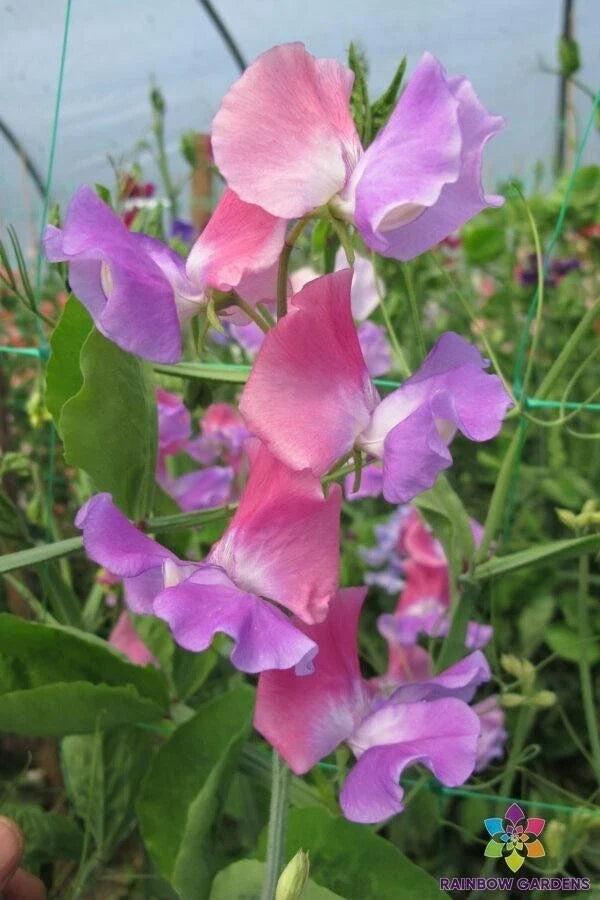 Ella Mountbatten Sweet Pea Seeds - Climbing Annual, Fragrant Blooms, Lathyrus odoratus, 50 Seeds for Garden Planting