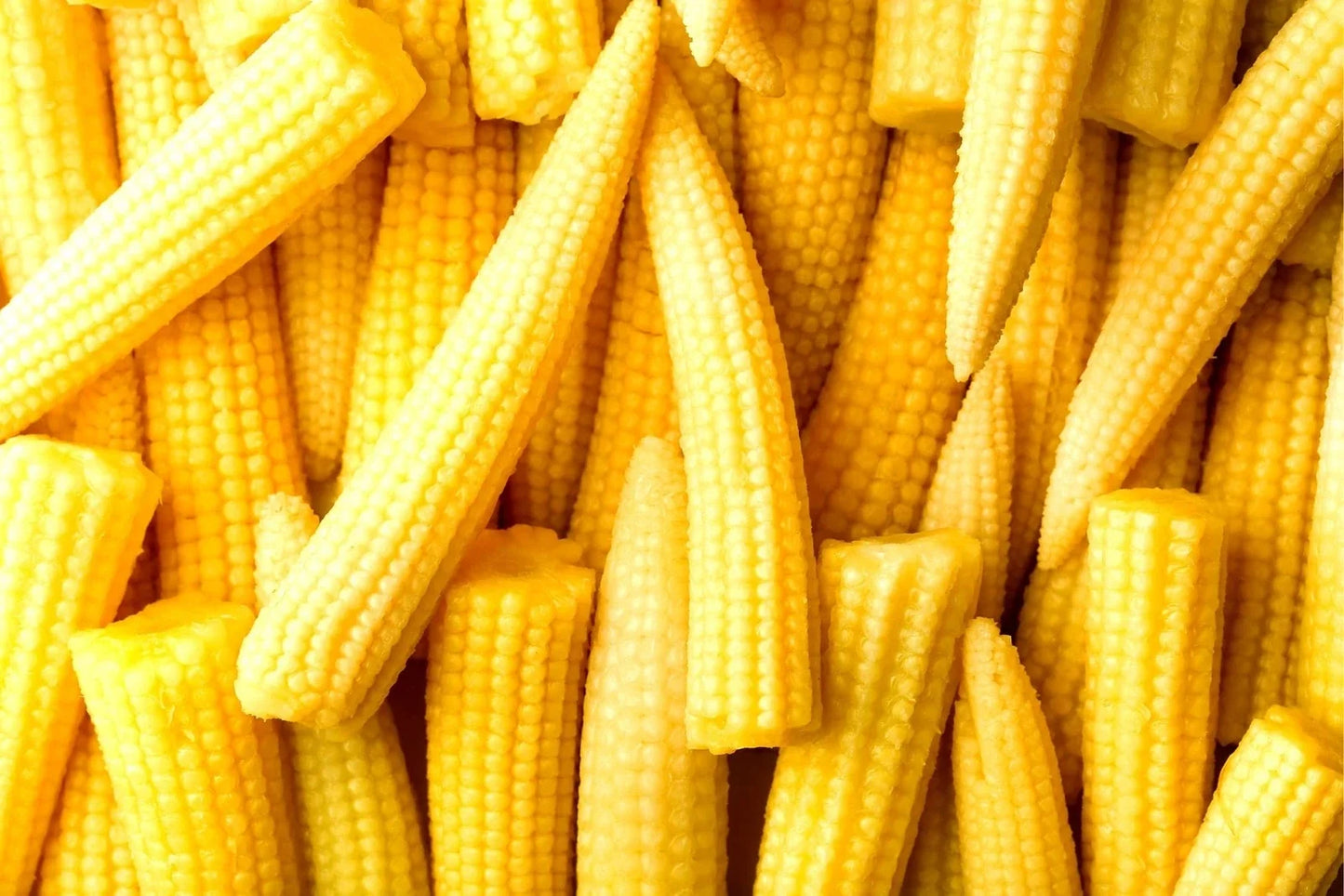 Japanese Baby Corn Seeds - Edible Salad Garnish - Zea mays var. saccharata - 20 Seeds for Home Gardening