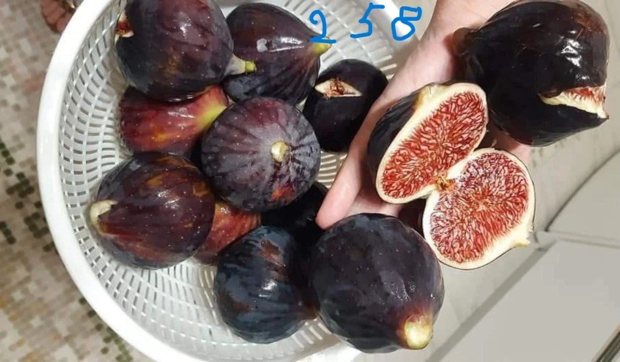 Italian 258 Cutting - Unrooted Fig Cutting for Propagation - Ficus carica