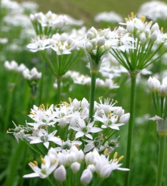 White Chives Seeds - 200+ Count Allium schoenoprasum Heirloom Culinary Herb