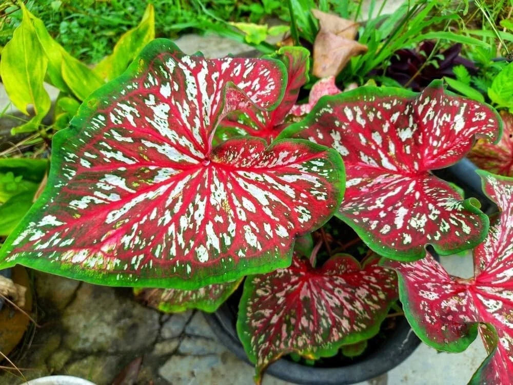 Caladium Bulbs 2 Pack - Carolyn Whorton Variety - Colorful Foliage - Caladium bicolor
