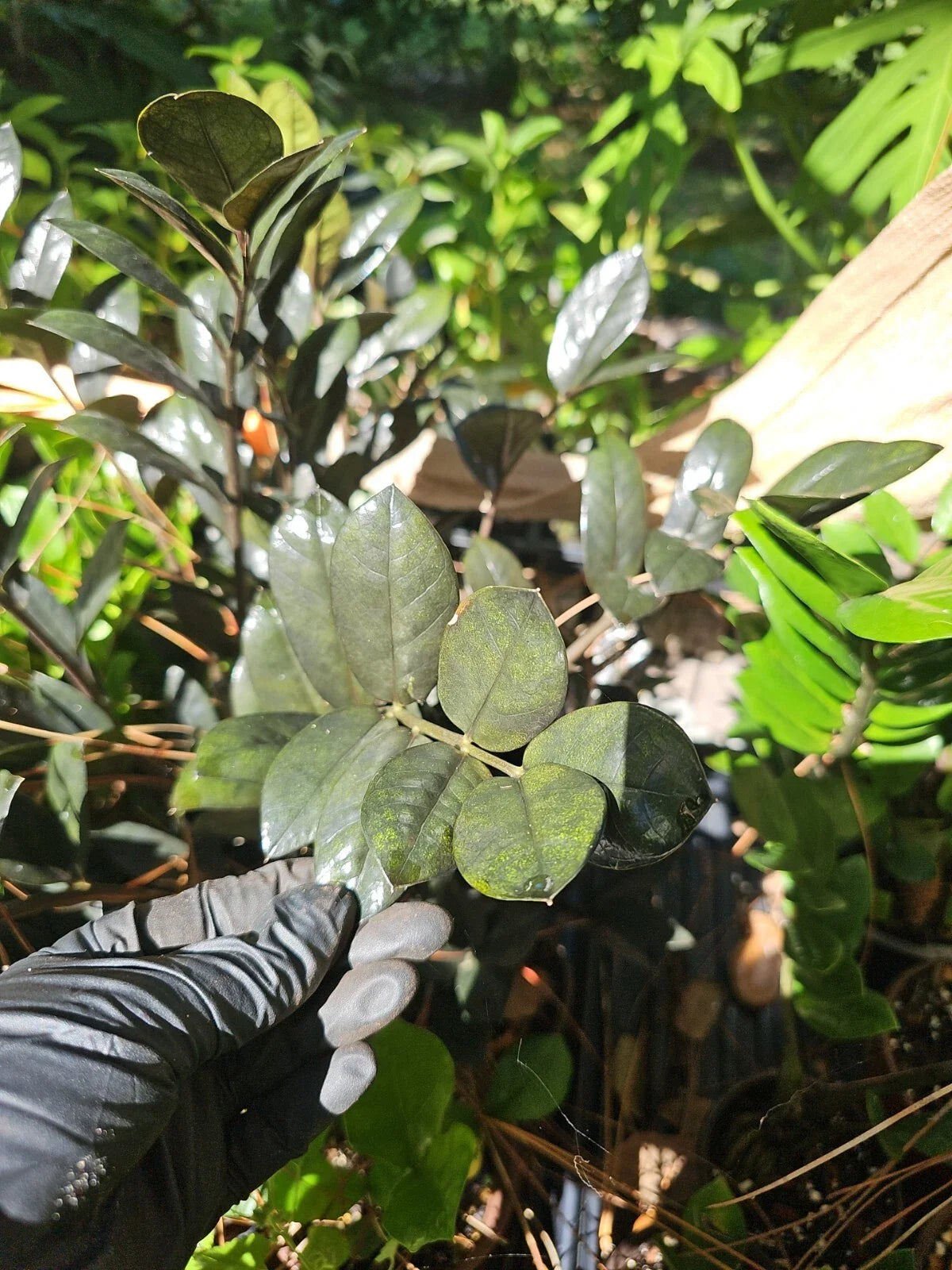 Sansevieria trifasciata Leaf Cuttings – Organic Hawaii Grown Snake Plant Starter Clippings for Indoor Gardening