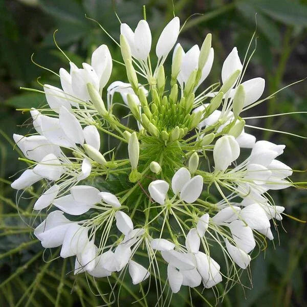 White Queen Cleome Seeds | Non-GMO Cleome hassleriana | Annual Garden Flowers