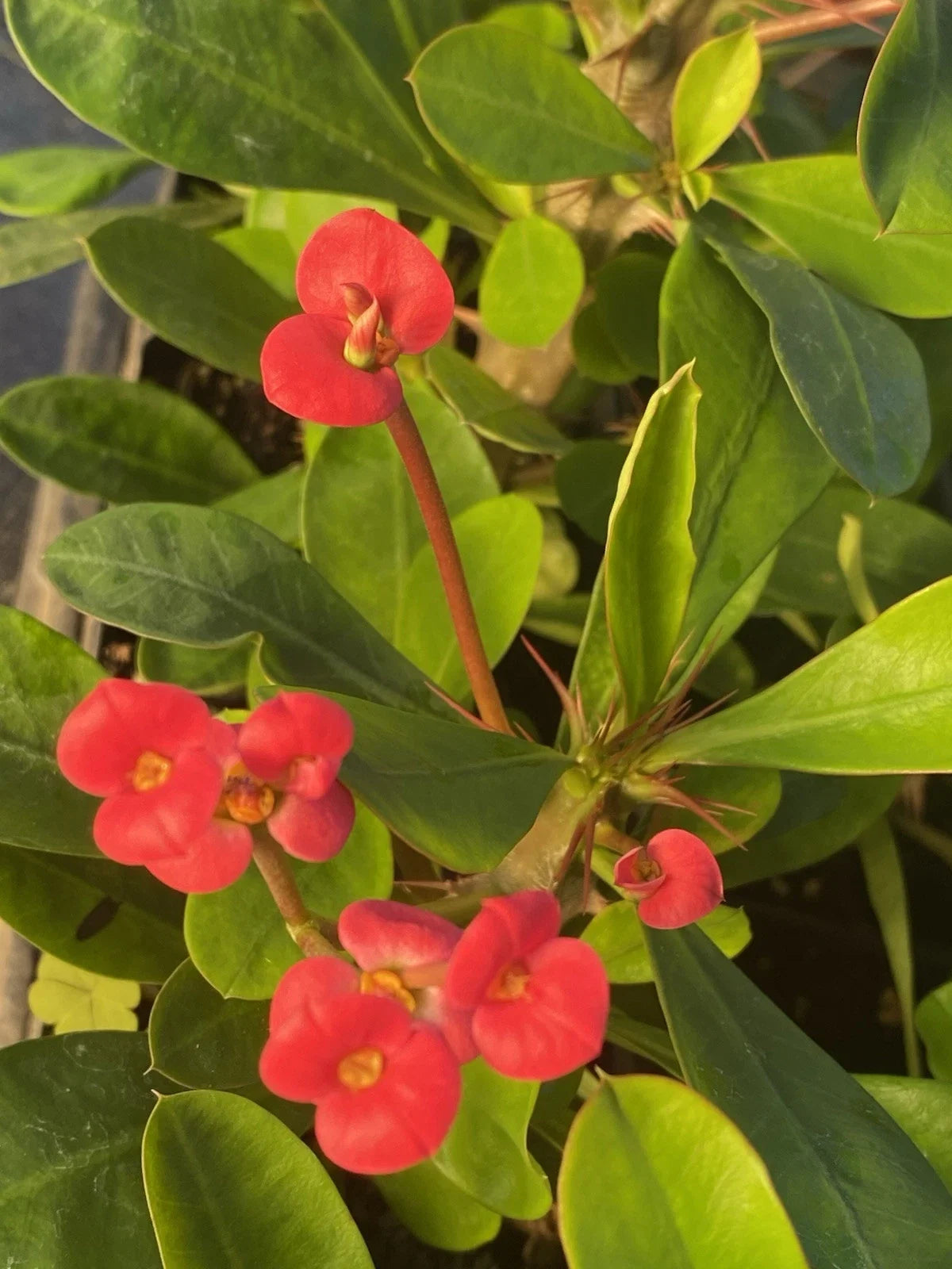 Crown of Thorns Plant Rooted Cutting with Red Flowers - Euphorbia Milii Succulent, Blooming Cactus, Bare Root, Care Instructions Included