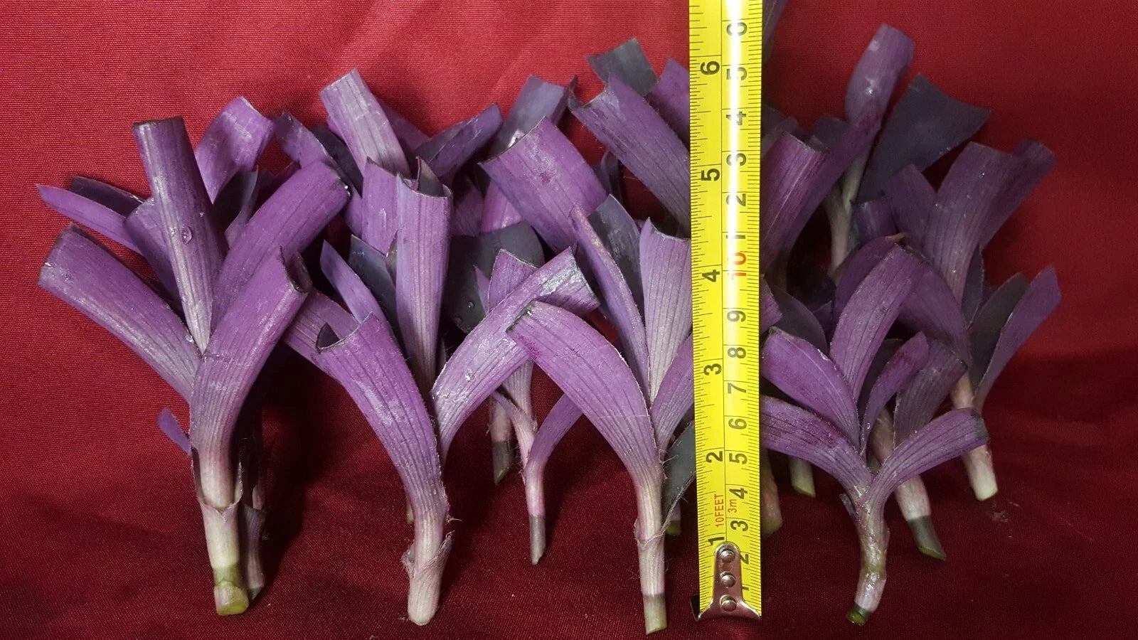 Purple Heart Wandering Jew Cuttings - 17 Pcs Live Plant for Rooting, Tradescantia pallida, Trailing, Indoor & Outdoor Gardening