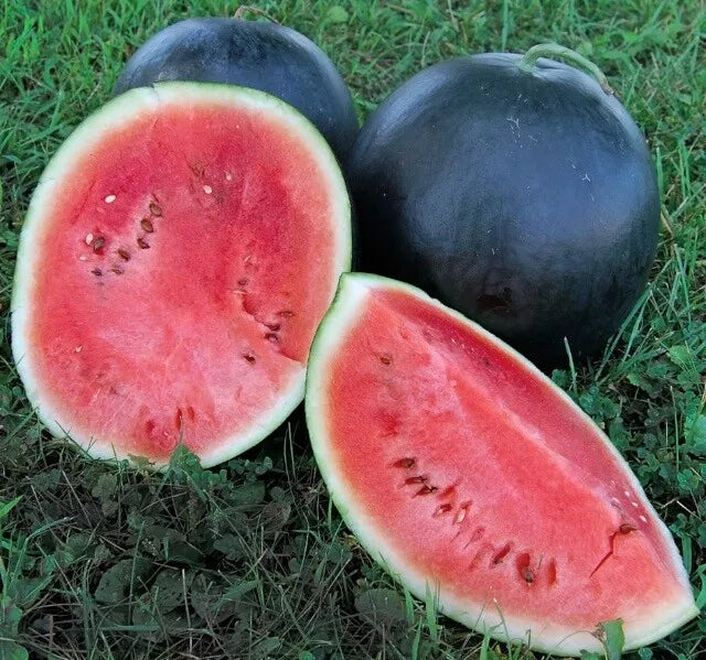 Black Diamond Watermelon Seeds 20 Ct Non-GMO Citrullus lanatus 30-50 lbs Fruit