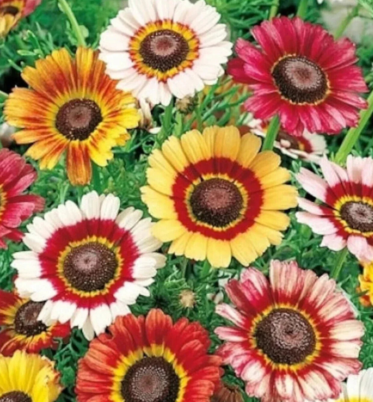 Painted Daisy Seeds 400+ | Vibrant Multi-Color Chrysanthemum carinatum Annual Flowers for Garden & Cut Flowers