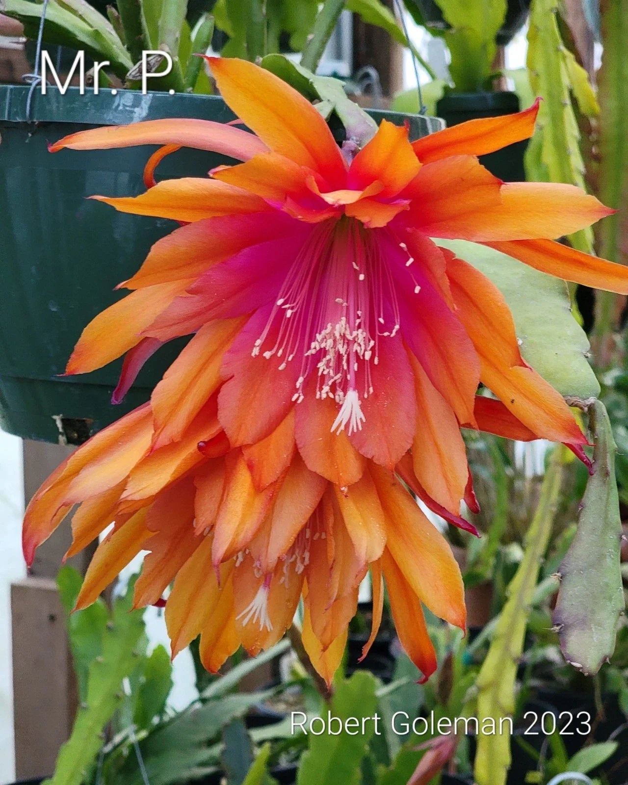 Epiphyllum 'Mr. P.' Rooted Cutting - Rare Orchid Cactus - Indoor Houseplant - Vibrant Fragrant Blooms - Easy to Grow