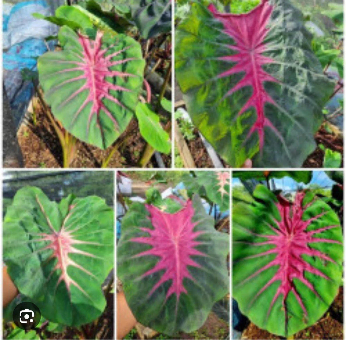 Madeira Star Elephant Ear Plant - Small Rooted Starter - Colocasia esculenta Tropical Foliage
