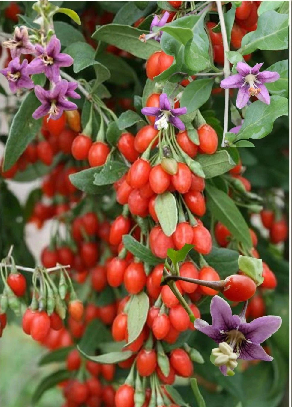 Red Goji Berry Seeds - Organic Lycium barbarum Superfood Seeds for Home Garden, Container Growing, 30+ Non-GMO Seeds