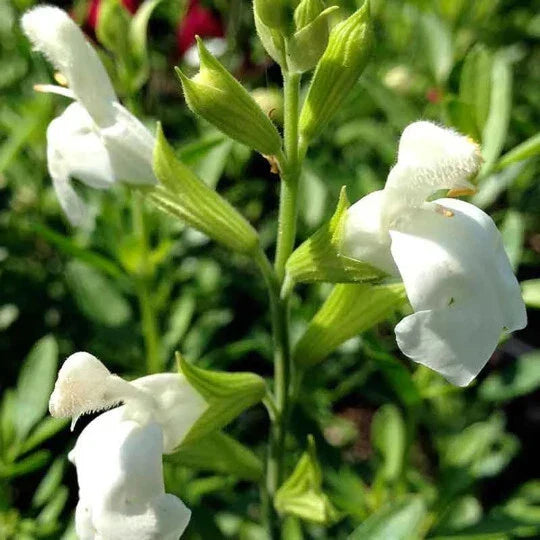 Salvia Greggii White 1 Gallon Plant - Drought-Tolerant Perennial with White Flowers