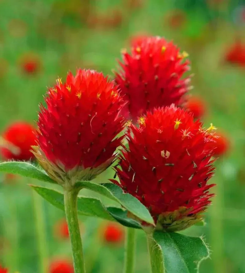 Organic Globe Amaranth Seeds - Strawberry Fields Gomphrena globosa, Bright Red, 200 Seeds, Annual, Butterfly Attractant, Free Shipping
