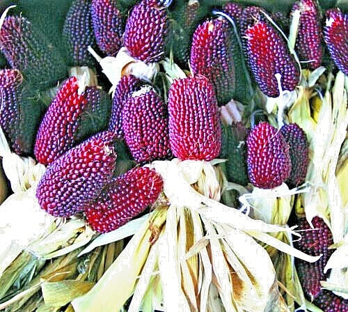 Strawberry Popcorn Seeds - 80 Count - Red Ornamental Corn Zea mays everta for Garden, Decor, and Pollinator Attraction