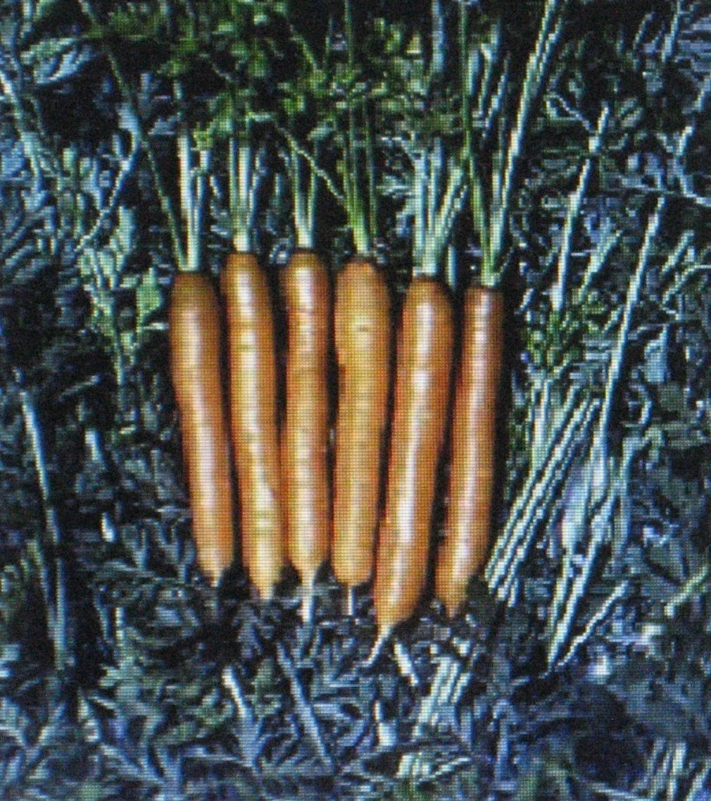 Little Finger Carrot Seeds - 200 Count, Very Early Daucus carota, Heirloom, Sweet, Crisp, for Container Gardening