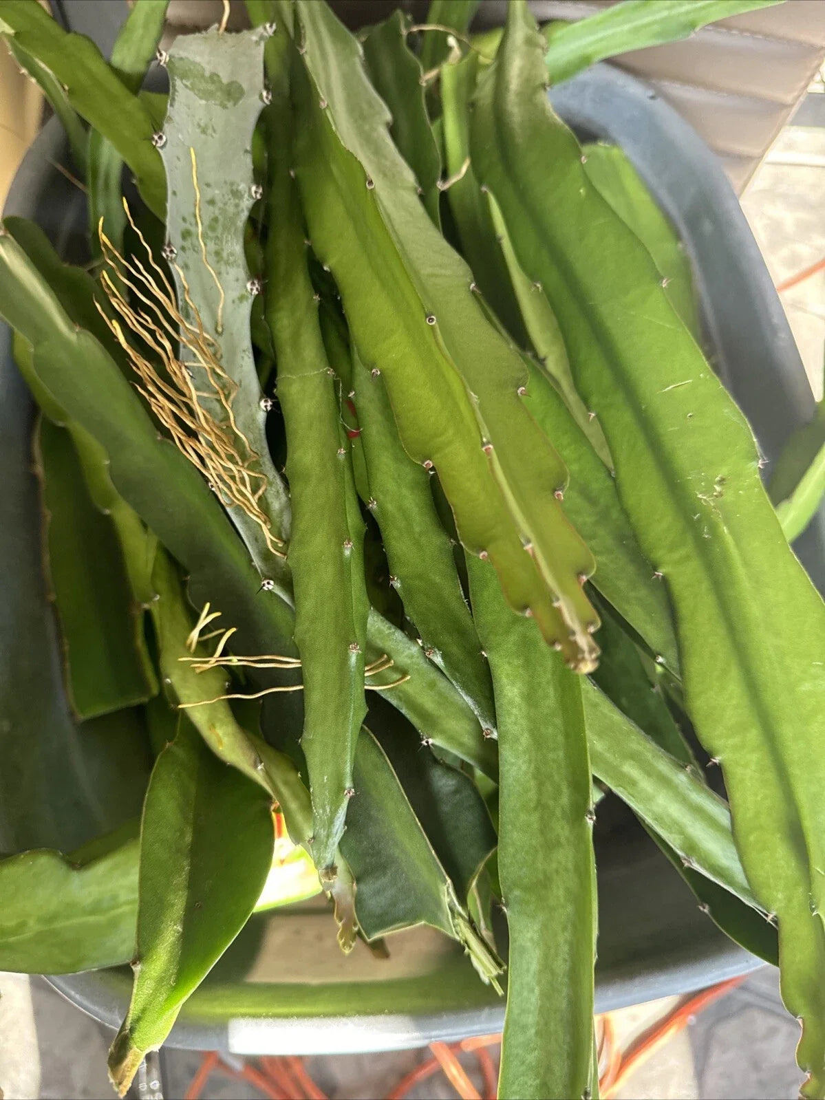 Dragon Fruit Cuttings 8+ Inches, Hylocereus spp., Exotic Fruit Plant, Climbing Cactus, Home Garden, Fast-Growing, Ready to Plant