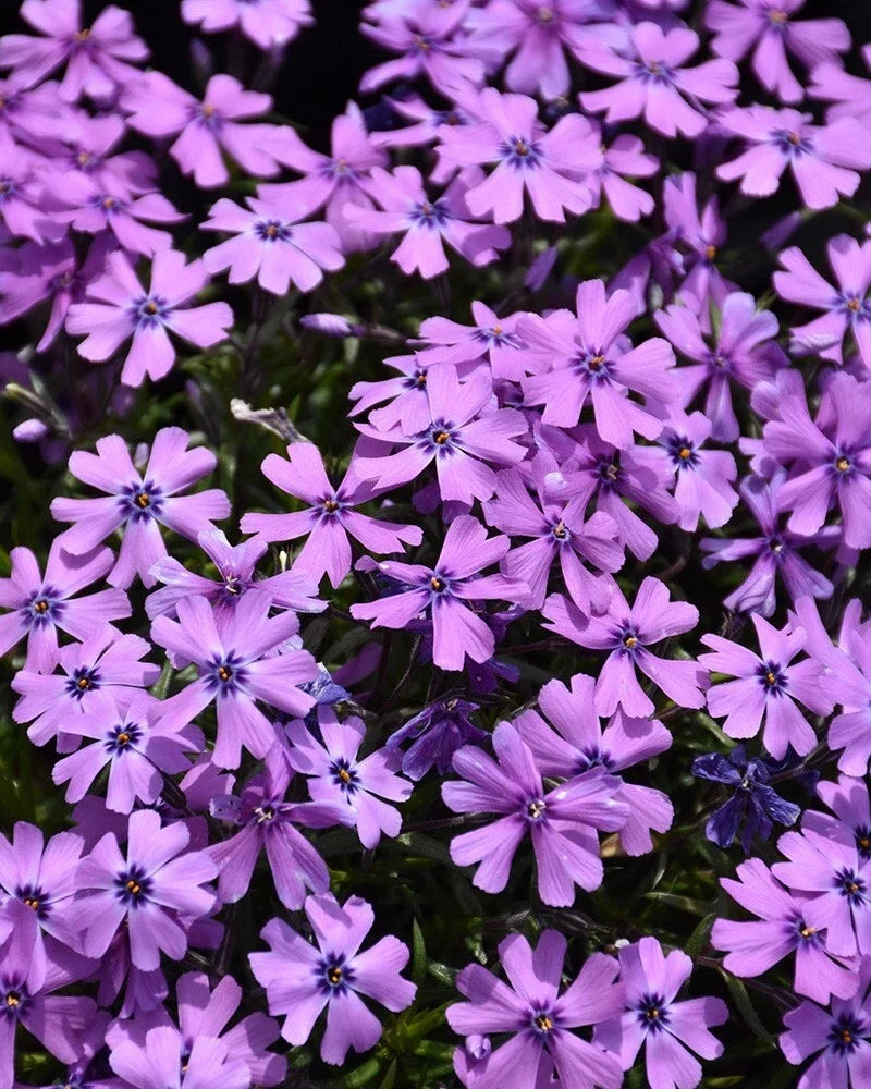 Purple Moss Phlox Seeds - 100 Pack for Ground Cover, Rock Garden, Border - Phlox subulata, Perennial, Full Sun to Partial Shade