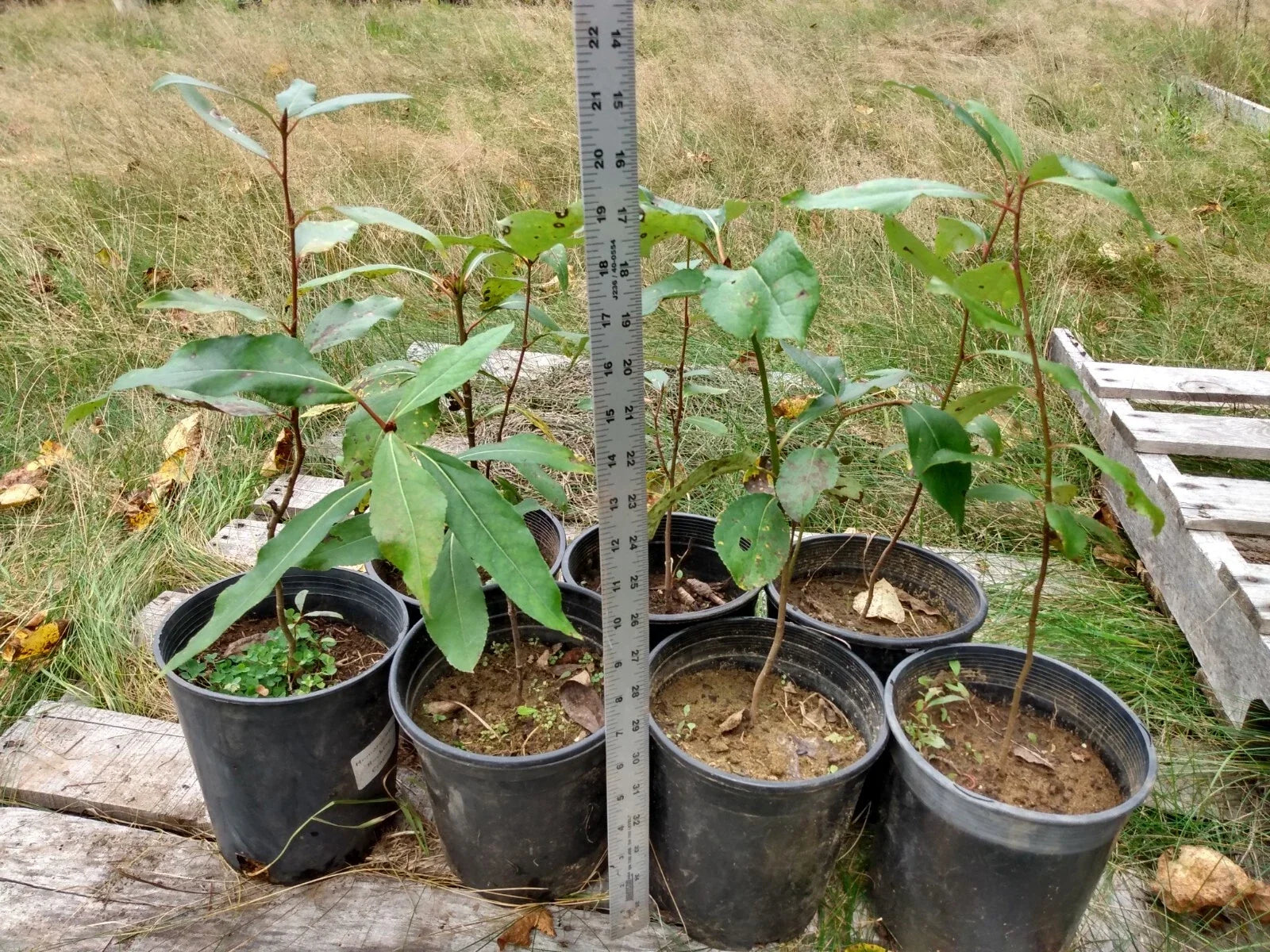 Cottonwood Tree Bare Root Live Plant 1-2 Feet | Fast Growing Populus deltoides for Landscaping