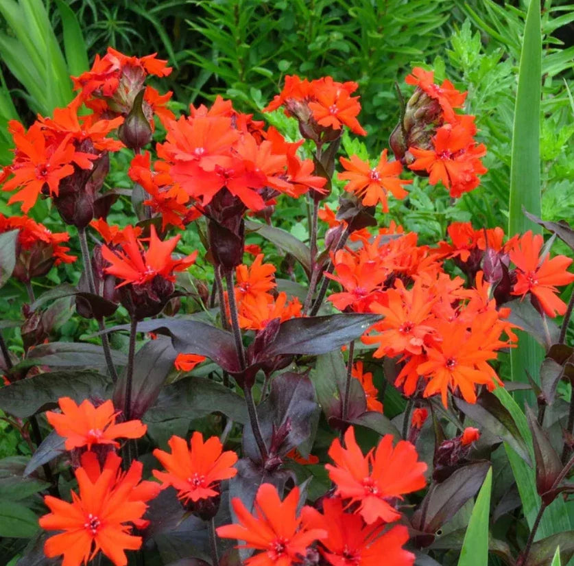 Arkwright's Campion Seeds - Vesuvius Perennial Non-GMO for Hummingbirds, 100 Seeds, Silene chalcedonica, Wildlife-Friendly Flowering Plant
