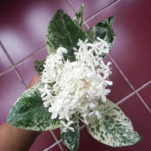 Thai Snow Ixora Rooted Starter Plant - Variegated White Flowers, Compact Shrub, Ixora alba