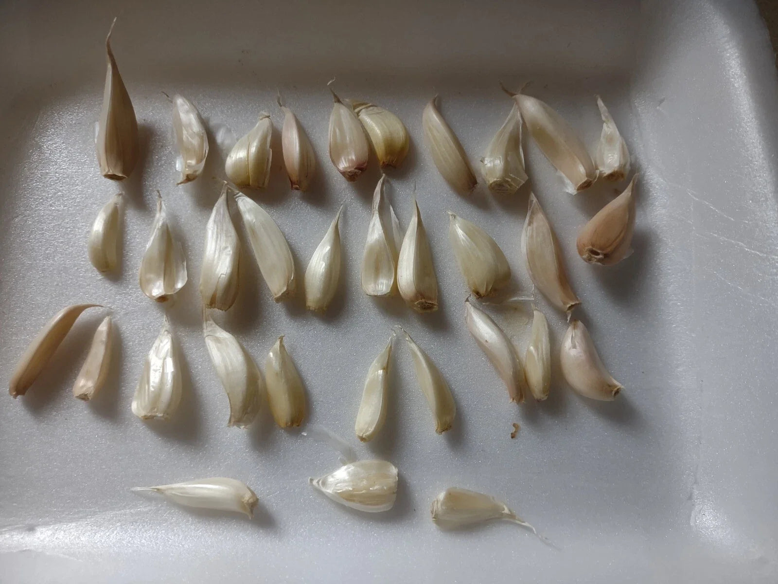 Organic Garlic Cloves for Planting - Allium sativum, Small Dried Sprouted Seeds, Garden Bulb Starter
