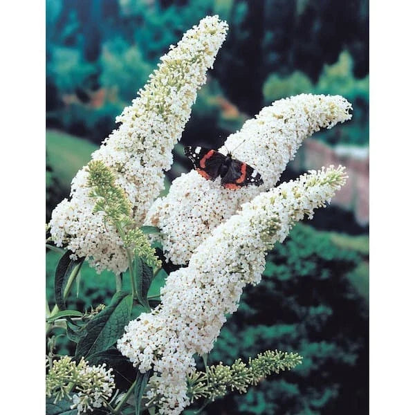 Butterfly Bush Live Plant 6+ Inches White Profusion Buddleia davidii Fragrant, Deer Resistant, Pollinator-Friendly