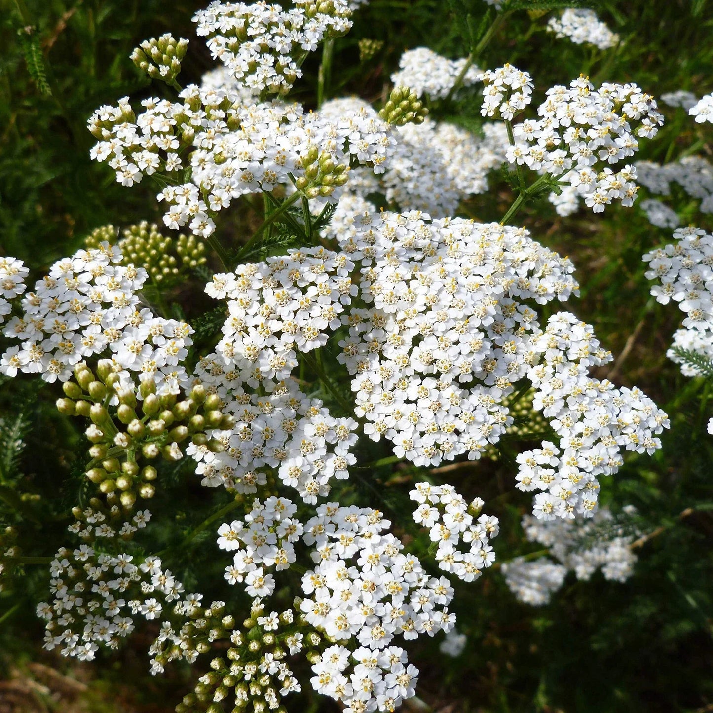 Yarrow Seeds 2250 Count - White Perennial Achillea millefolium Non-GMO Garden Seeds