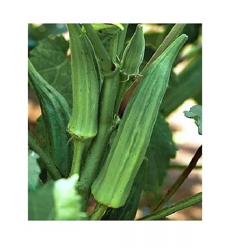 Okra Seeds - Clemson Spineless Heirloom Non-GMO Seeds for Tender Pods, 4000 Pack, Easy to Grow, Abelmuscus esculentus