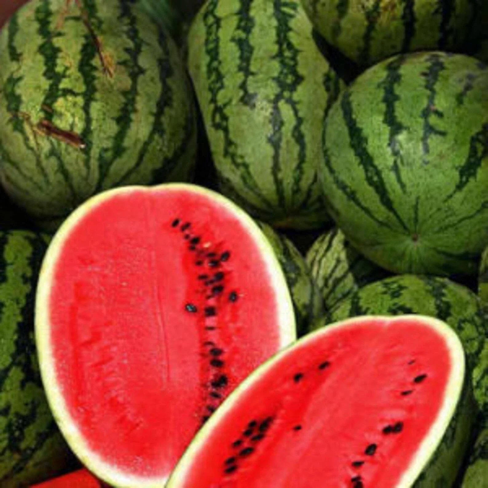 Cal Sweet Supreme Watermelon Seeds - Heirloom, Non-GMO, Juicy, Sweet Citrullus lanatus, Pack of 25+ Seeds