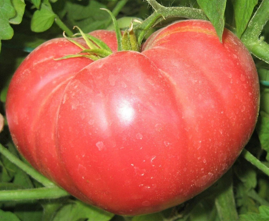 Beefsteak Tomato Seeds | Non-GMO Heirloom | Juicy Large Tomatoes for Sandwiches & Salads | Solanum lycopersicum