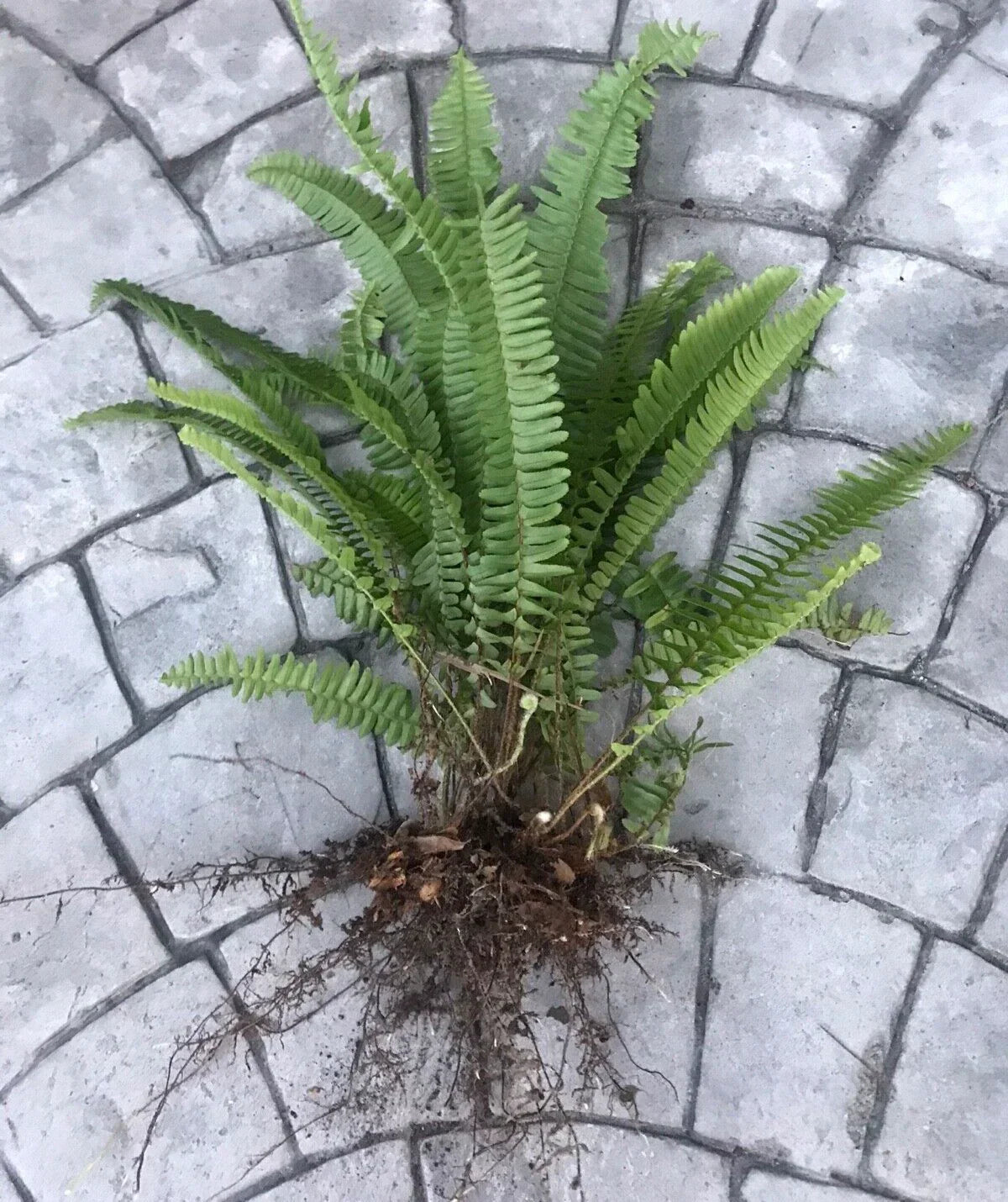 Boston Sword Fern Live Plants Bundle - 12 Bare Root Nephrolepis exaltata for Indoor Air Purification