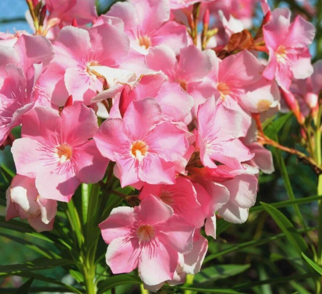 Oleander Live Cuttings 6" Pink Nerium Oleander Climbing Shrub Drought-Tolerant Evergreen