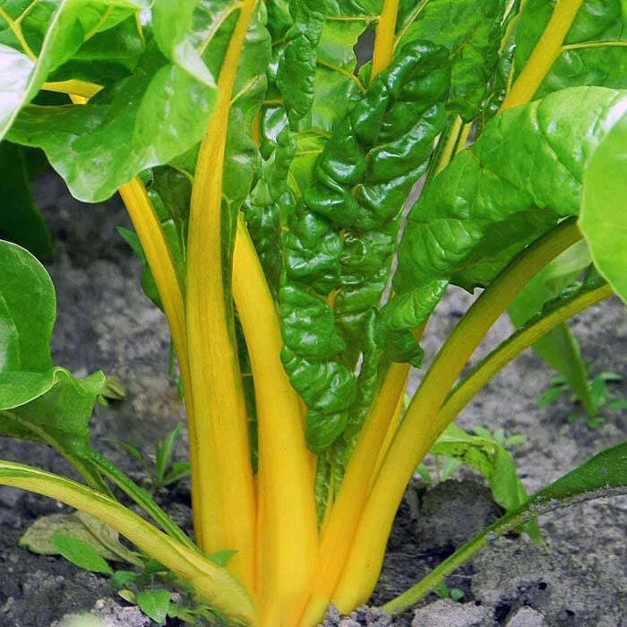 Canary Yellow Swiss Chard Seeds 100 Ct Non-GMO Beta vulgaris Vegetable Garden