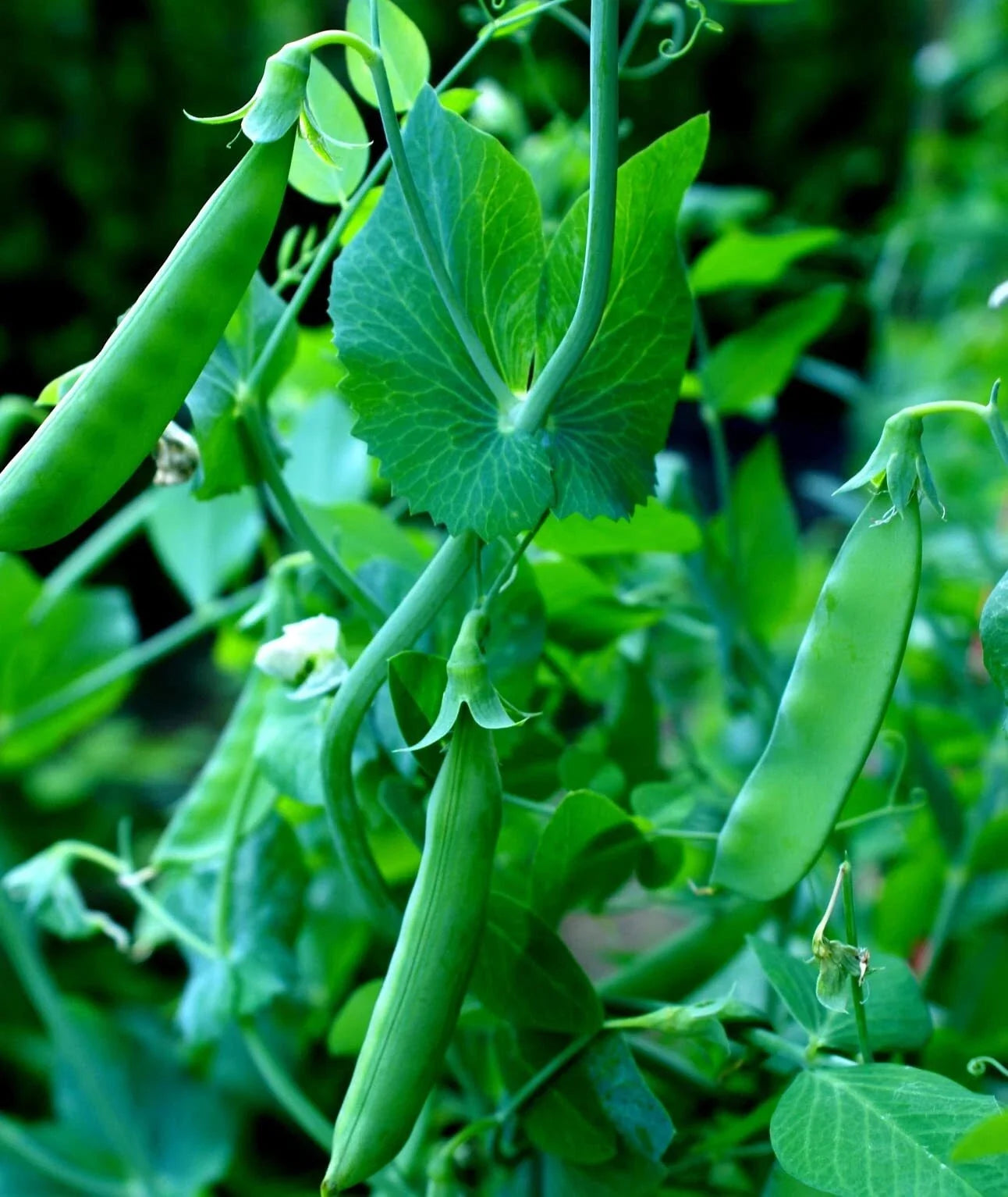 Sugar Snap Pea Seeds - 100+ Heirloom Variety for Garden, Container, Climbing Vines - Pisum sativum