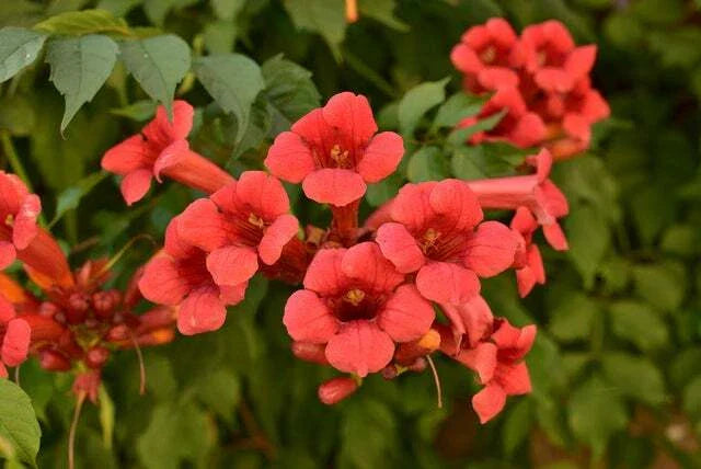 25 Red Trumpet Creeper Vine Seeds - Campsis radicans - Non-GMO Hummingbird Bush