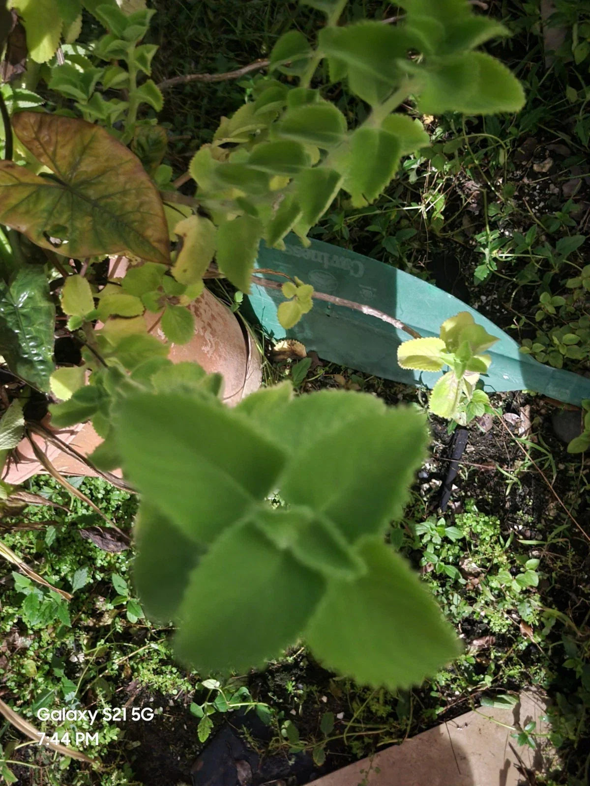 Cuban Oregano Cuttings - 2 Live Plants - Plectranthus amboinicus - Culinary Herb for Cooking & Gardening