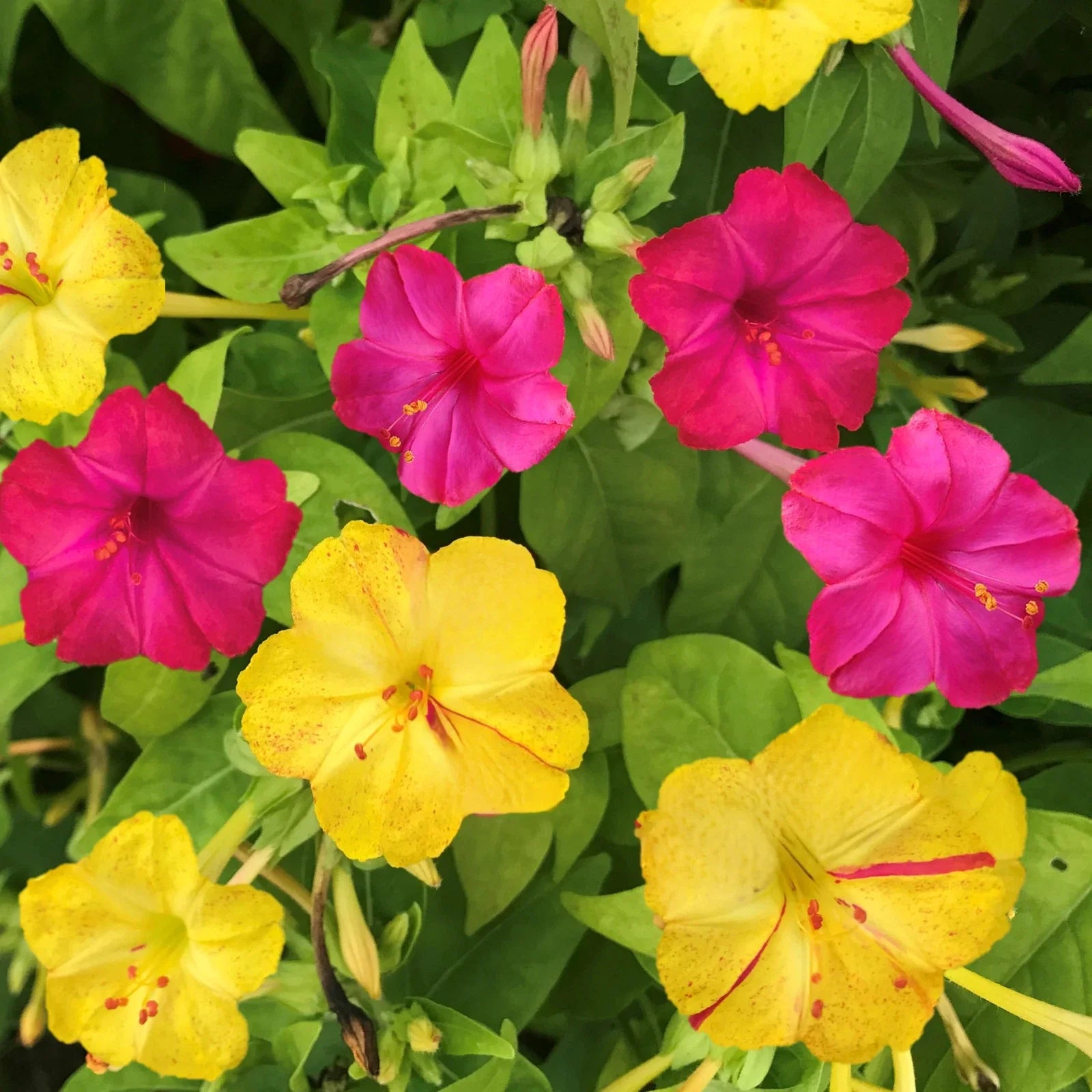 Four O'Clock Seeds Pack - Pink & Yellow Mix - Mirabilis jalapa - Garden Flower Seeds for Borders & Containers