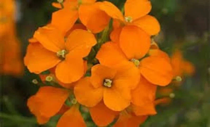 Siberian Wallflower Seeds - Organic, Non-GMO, 500 Seeds - Erysimum cheiri for Borders, Containers & Pollinator Gardens