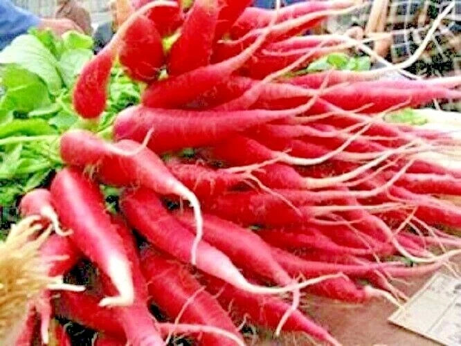 Organic Red Arrow Radish Seeds - 301+ Count for Container Gardening, Mild Sweet Raphanus sativus