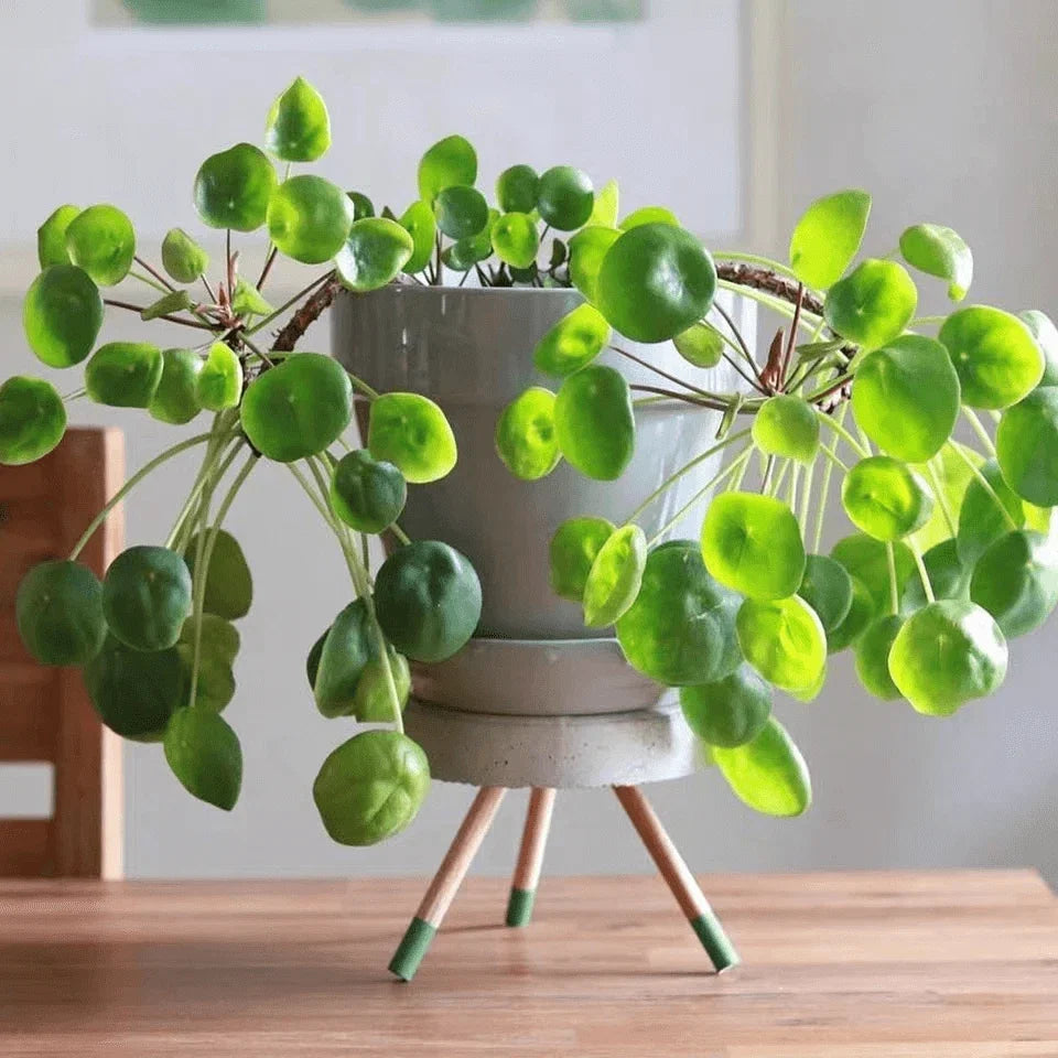 Live Pilea Peperomioides Plant - Chinese Money Plant Starter, Indoor Houseplant, Rooted Pilea Peperomioides, Easy Care Green Plant