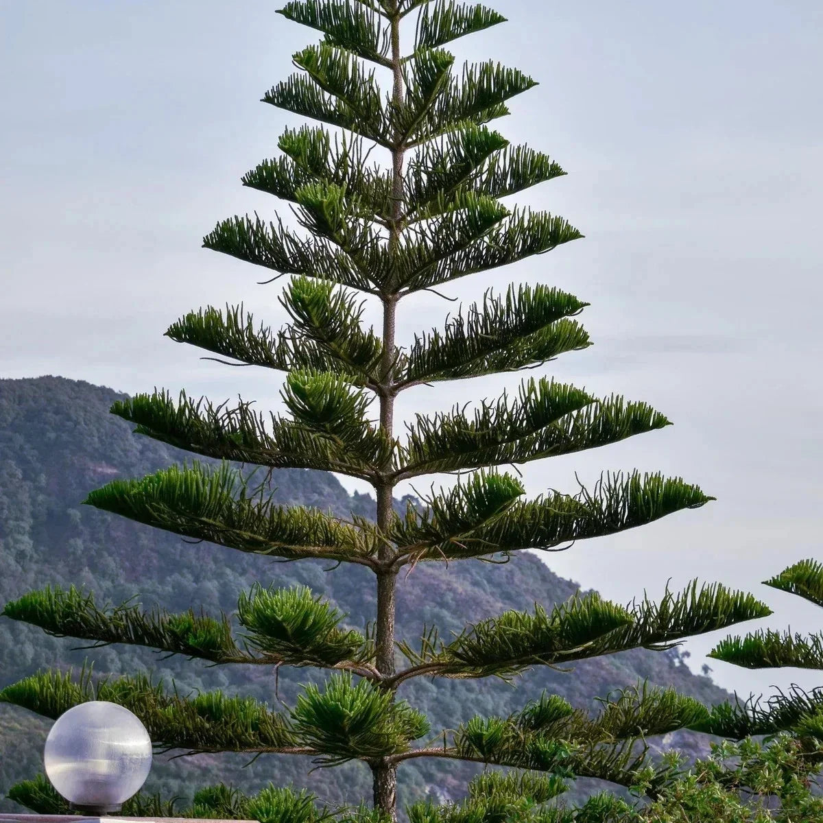 Norfolk Island Pine Seeds - Indoor Houseplant - Araucaria excelsa - Christmas Tree Seeds for Gardening