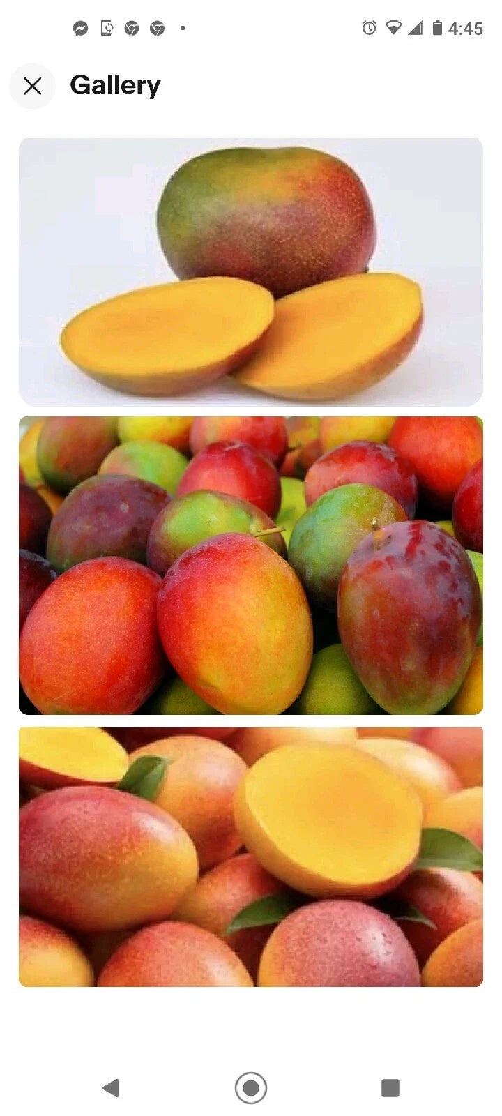 Kent Mango Seeds 10 Pack Fresh Mangifera indica Fruit Tree Seeds for Growing Mangoes in Garden