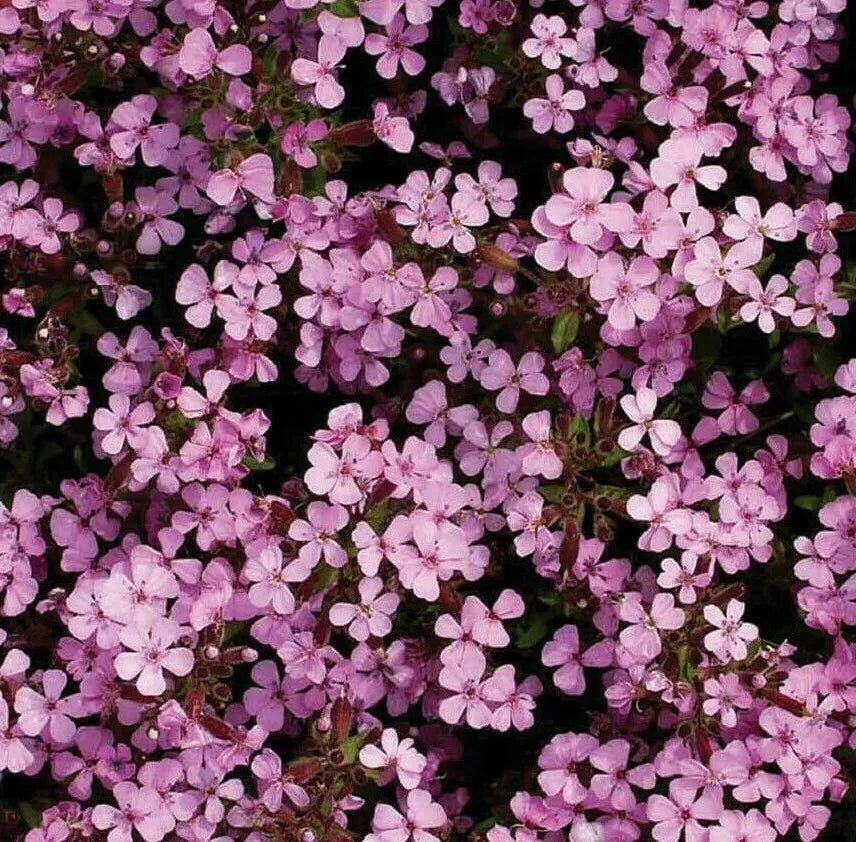 Rock Soapwort Seeds - 500+ Saponaria Perennial Flower Groundcover