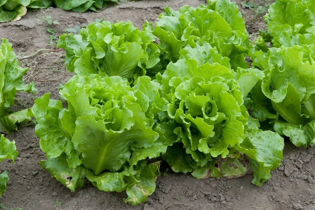 Nevada Loose Leaf Lettuce Seeds – Lactuca sativa – Home Garden, Salad, Container Gardening, Non-GMO, Fast Germination
