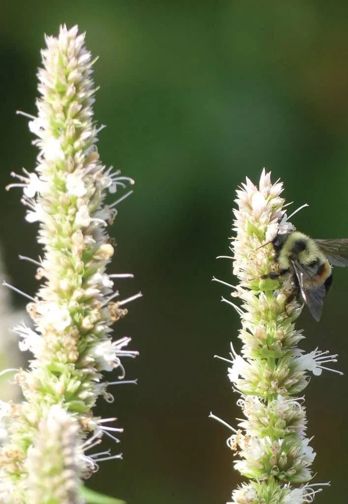 Purple Giant Hyssop Seeds - Agastache scrophulariifolia, Wildflowers, 200 Seeds for Pollinator Gardens