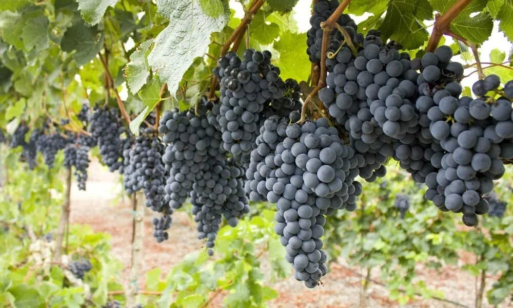 Wine Grape Vine Seeds 50 Count Vitis vinifera for Home Winemaking and Gardening