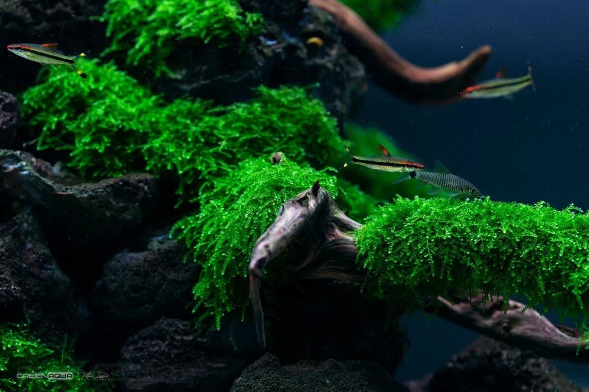 Weeping Moss 4oz Cup - Live Aquarium Plant Vesicularia dubyana